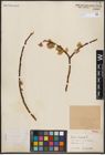 Foto von Salix caprea L.